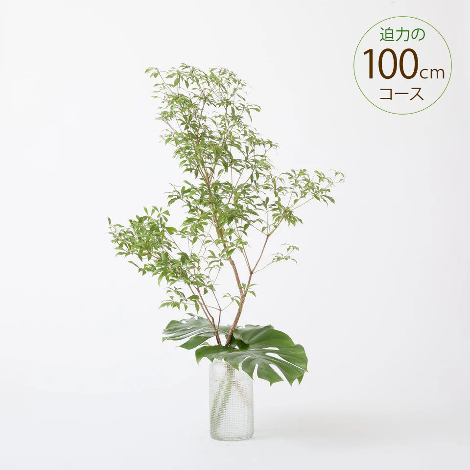 毎月2回　季節の枝物定期便　100cmコース